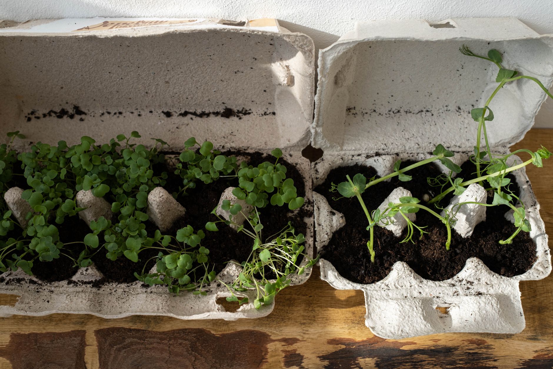 Apartment Food Growing on a Real Budget