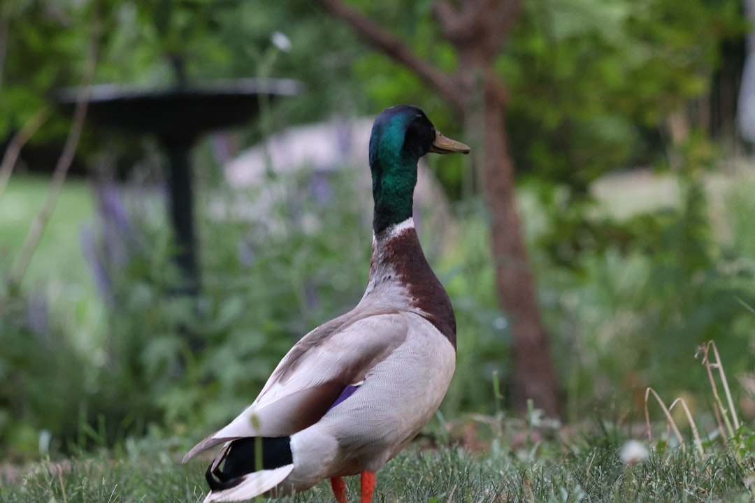 Backyard Ducks: The Honest Practicalities