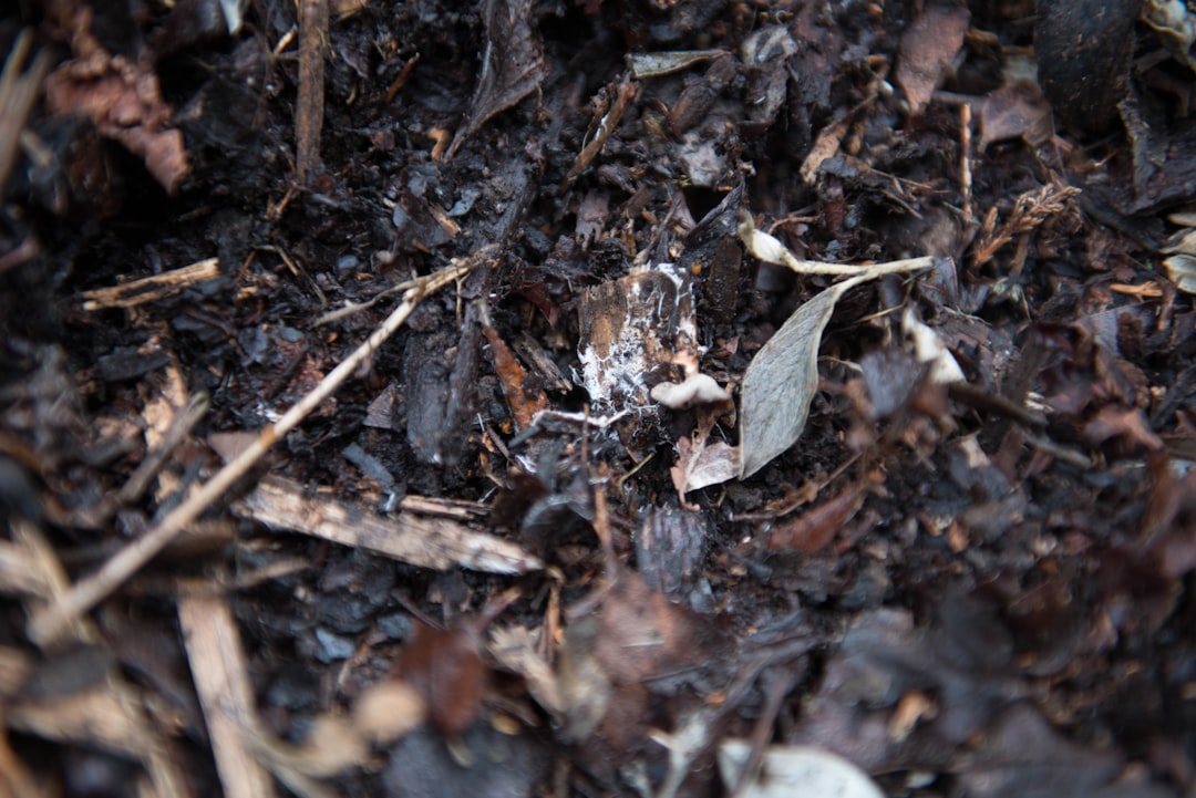 Composting Coop Bedding Safely