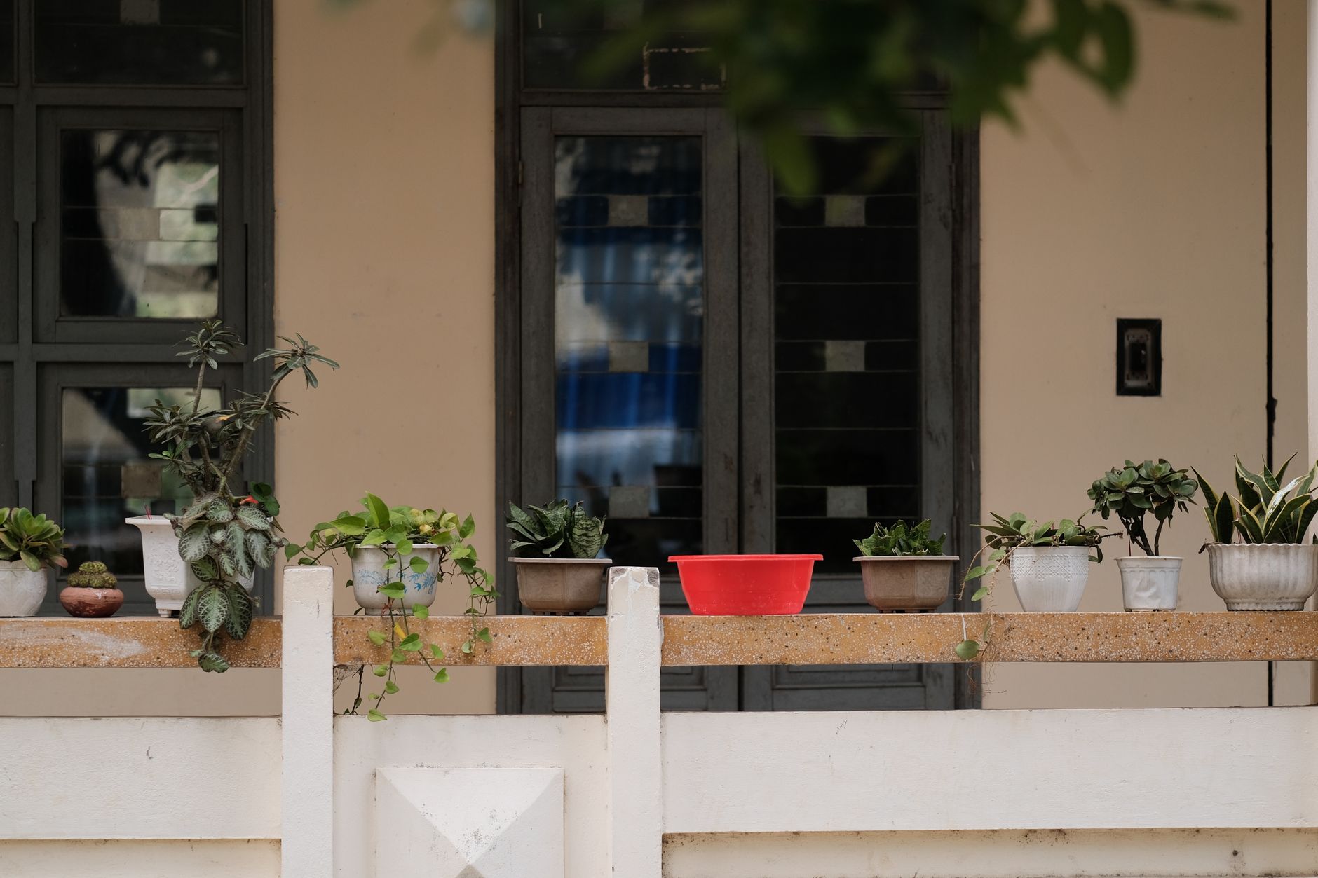 Container Sizes for Common Balcony Vegetables