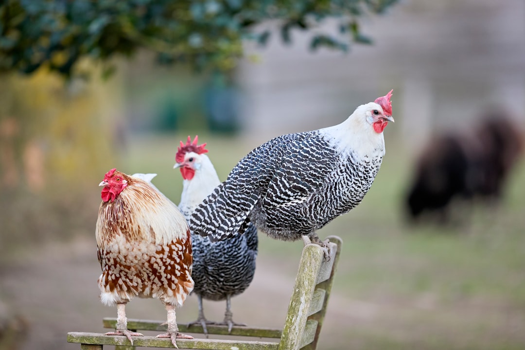Daily Chores for Three Backyard Hens