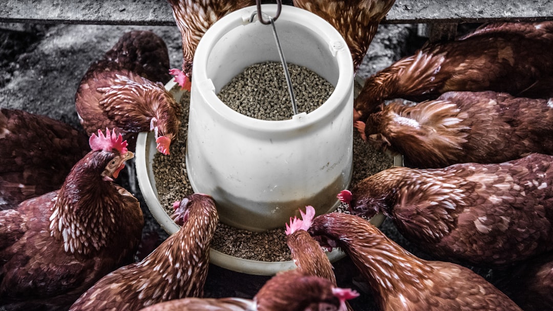 Layer pellets and grain in a small feed scoop