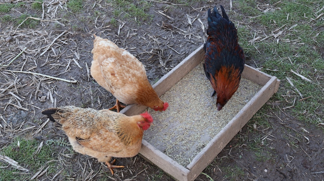 Backyard hens feeding from a scattered handful of grain