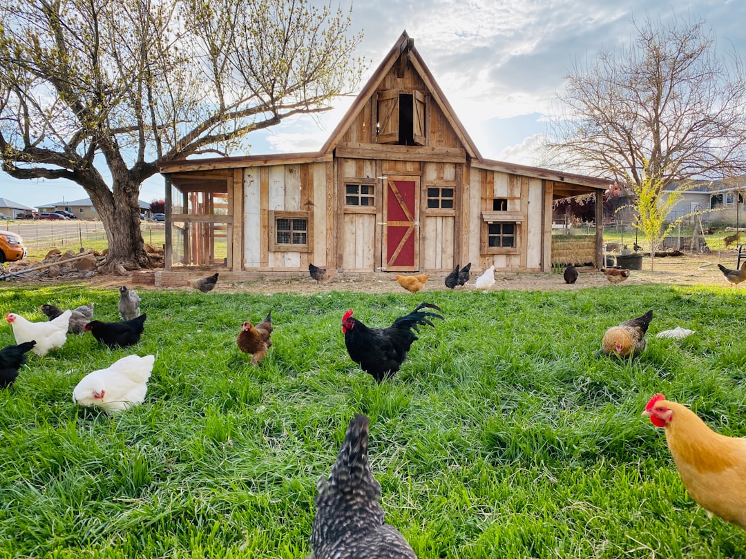 A First Chicken Coop for Three or Four Hens