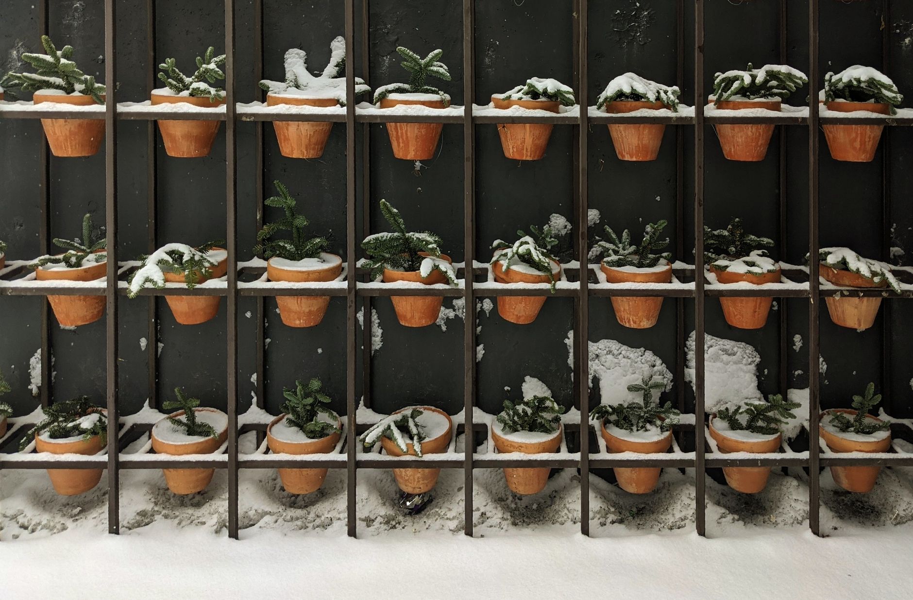 Twelve First-Year Urban Gardening Mistakes (And How To Skip Them)