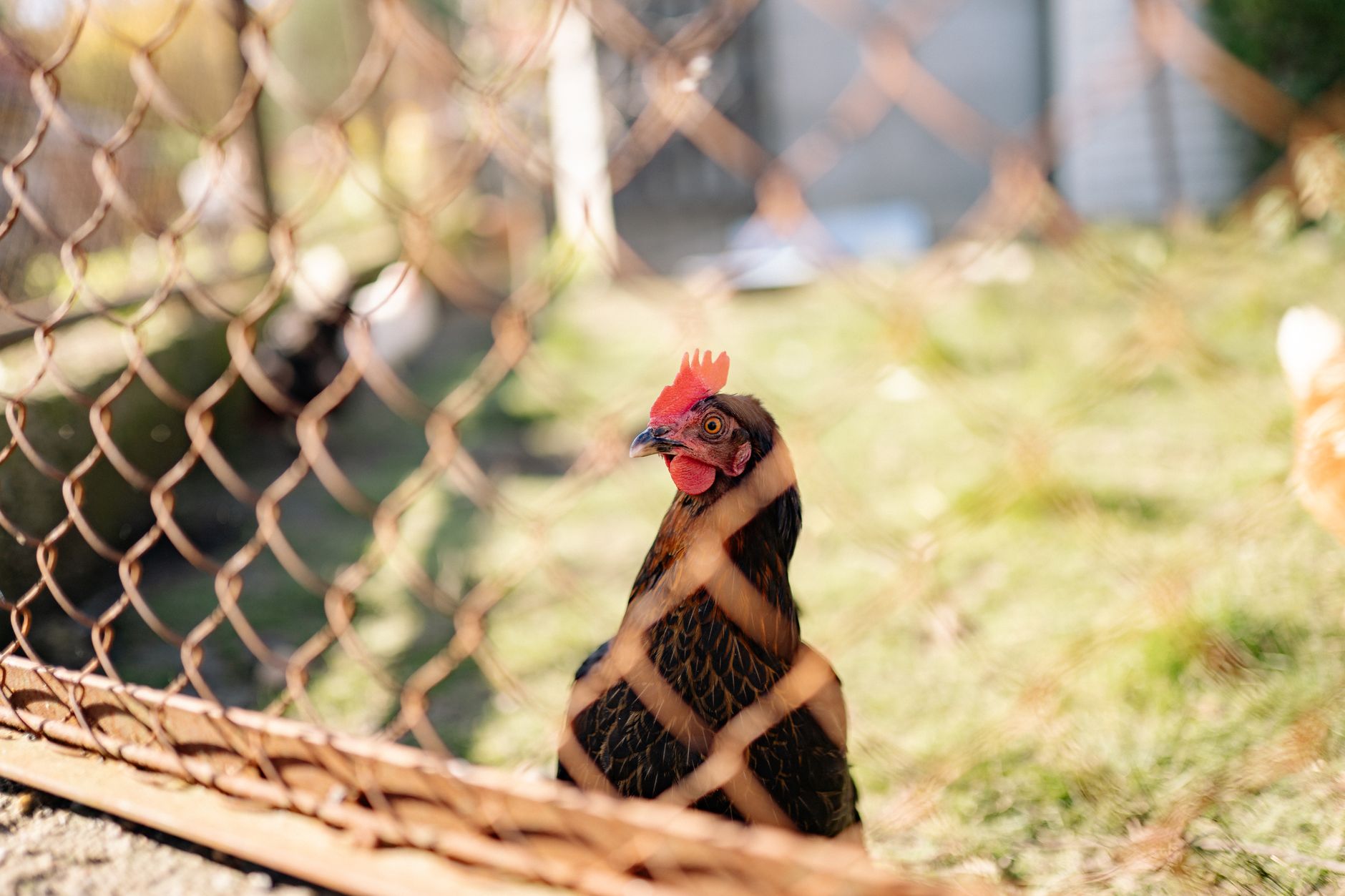Free-Ranging Inside a Small Fenced Yard
