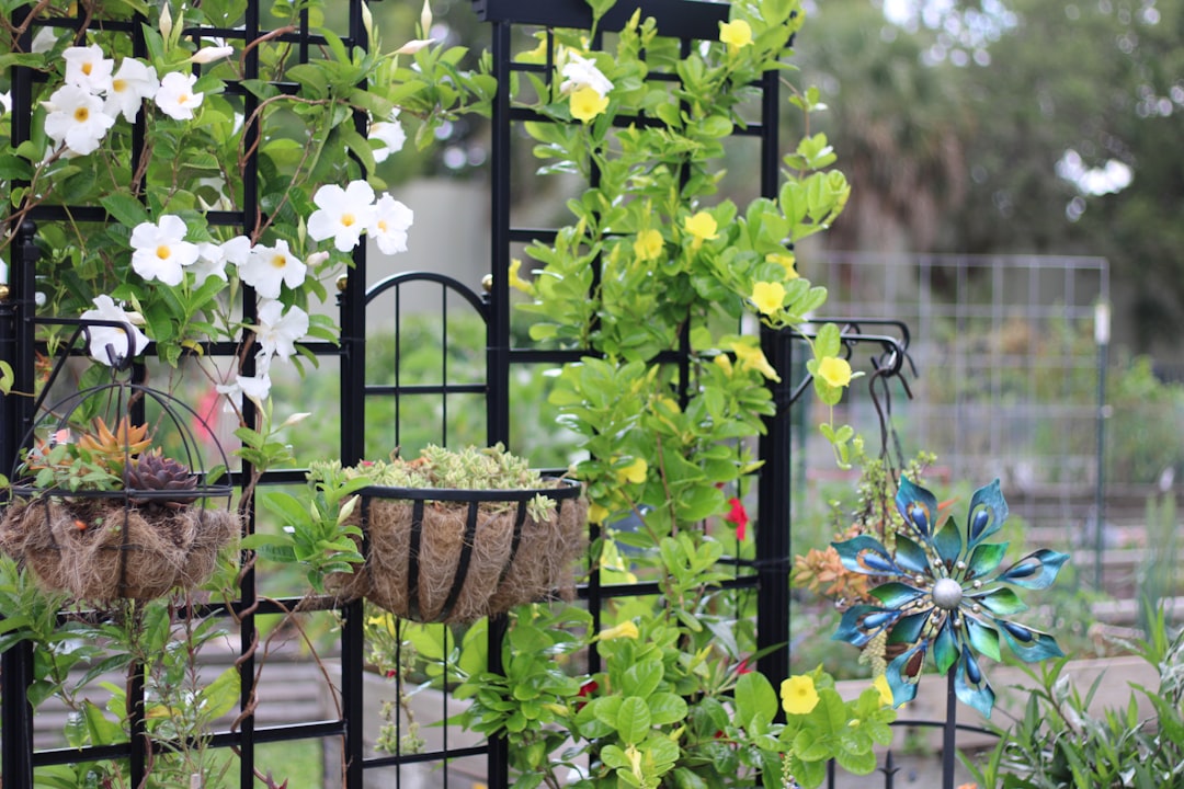 Fresh snap peas ripening on a garden trellis