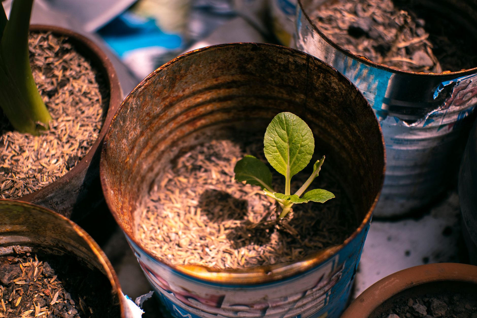 How Much Food Can You Really Grow on a Balcony?