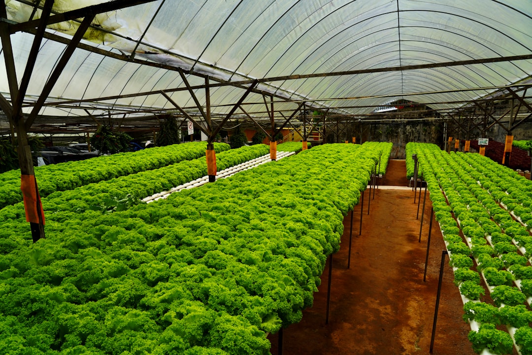 Hydroponic Nutrients Without the Marketing