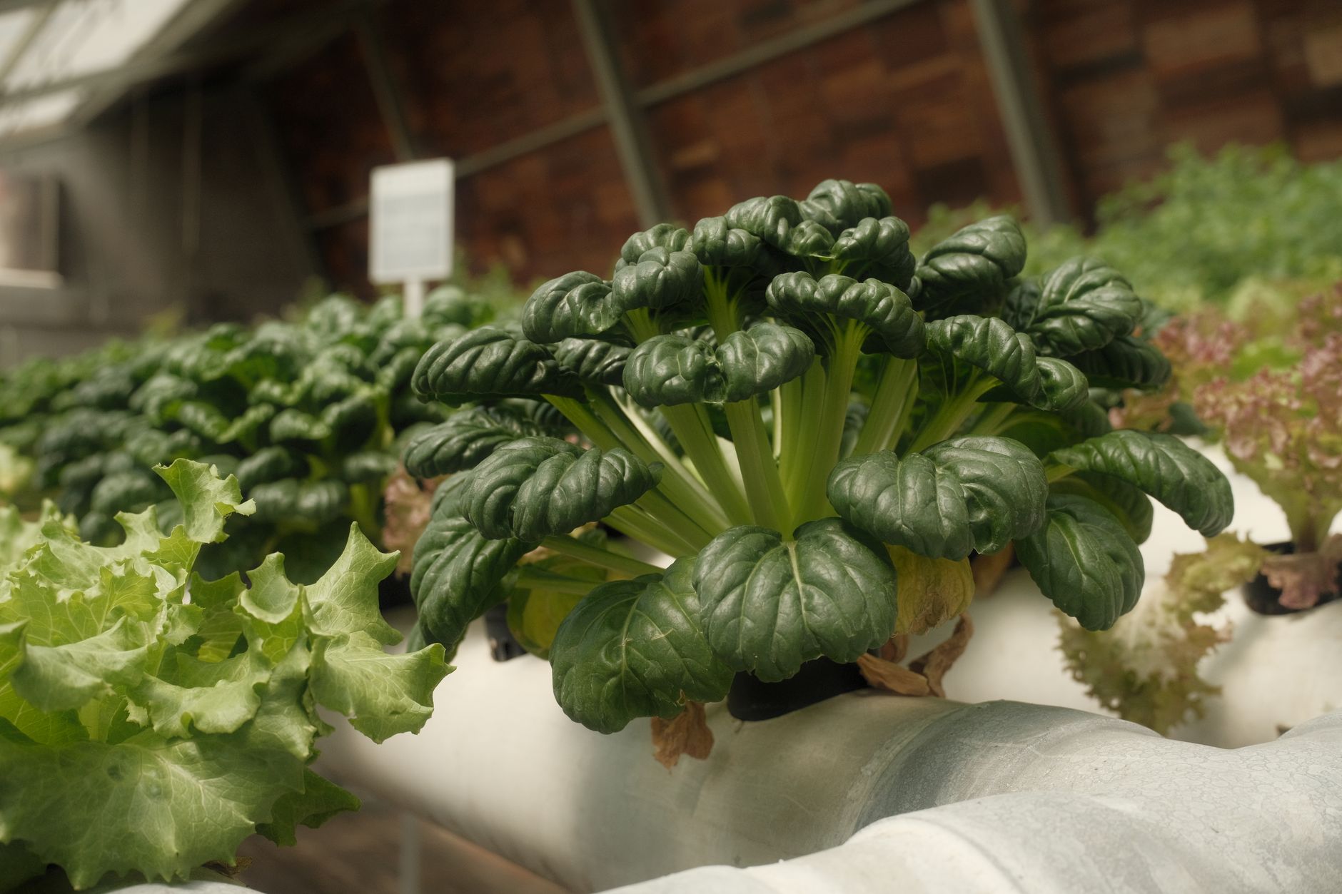 Indoor Hydroponics: An Honest Beginner Guide