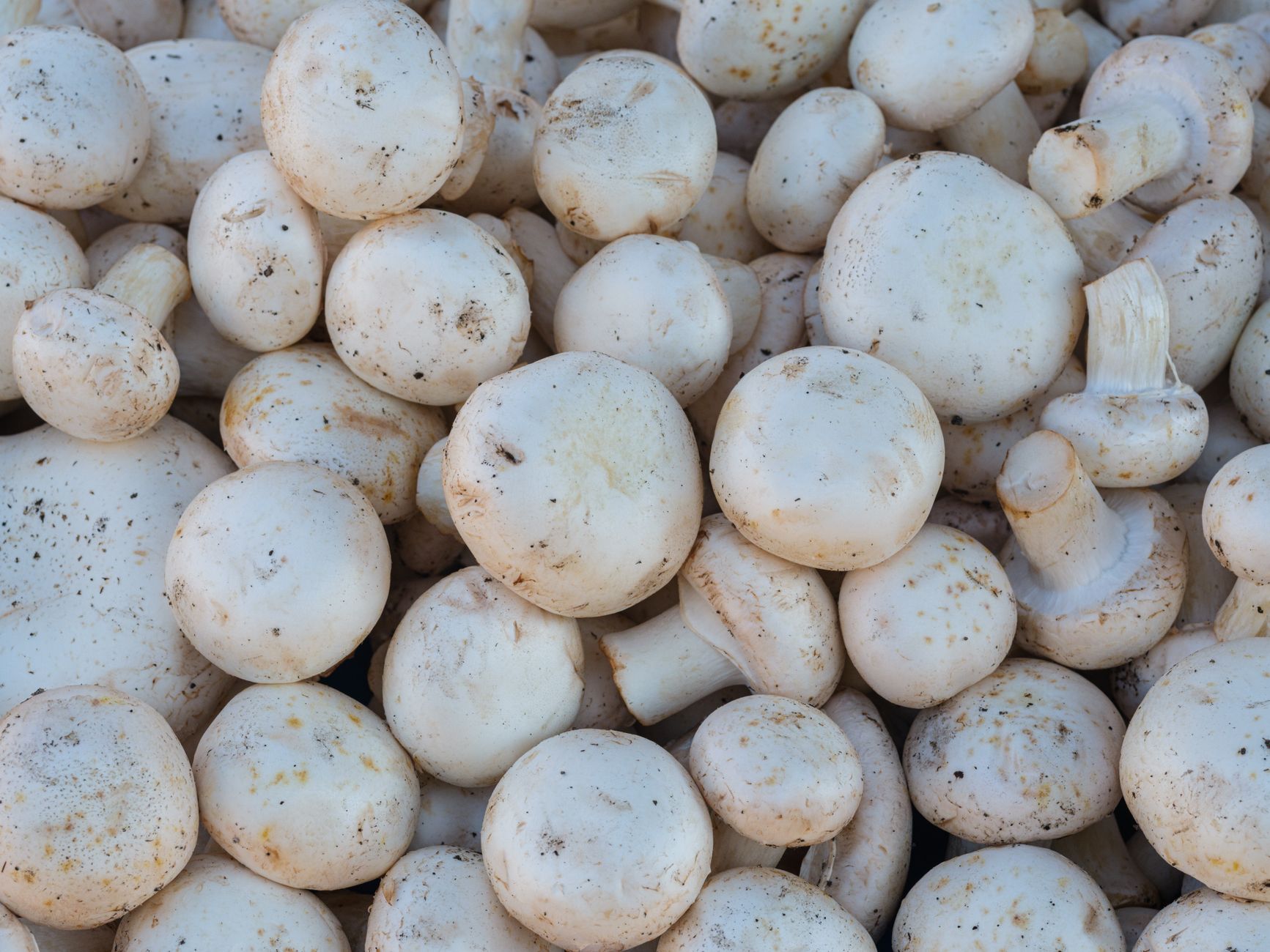 Indoor Mushroom Kits: What to Expect Year-Round