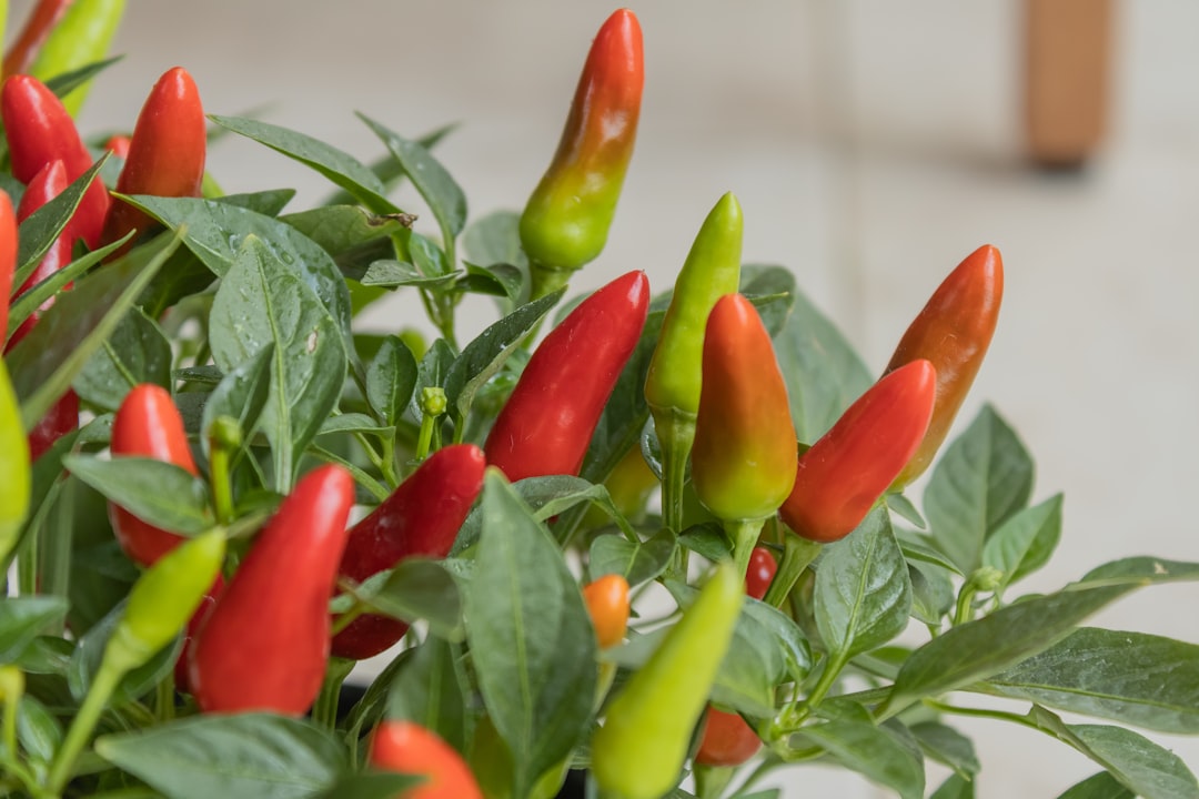 Indoor Pepper Plants Through a Cold Winter