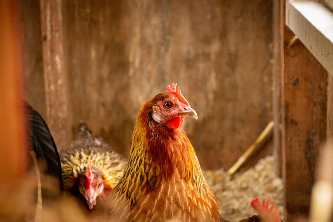 A single laying hen resting in a straw-lined nest box