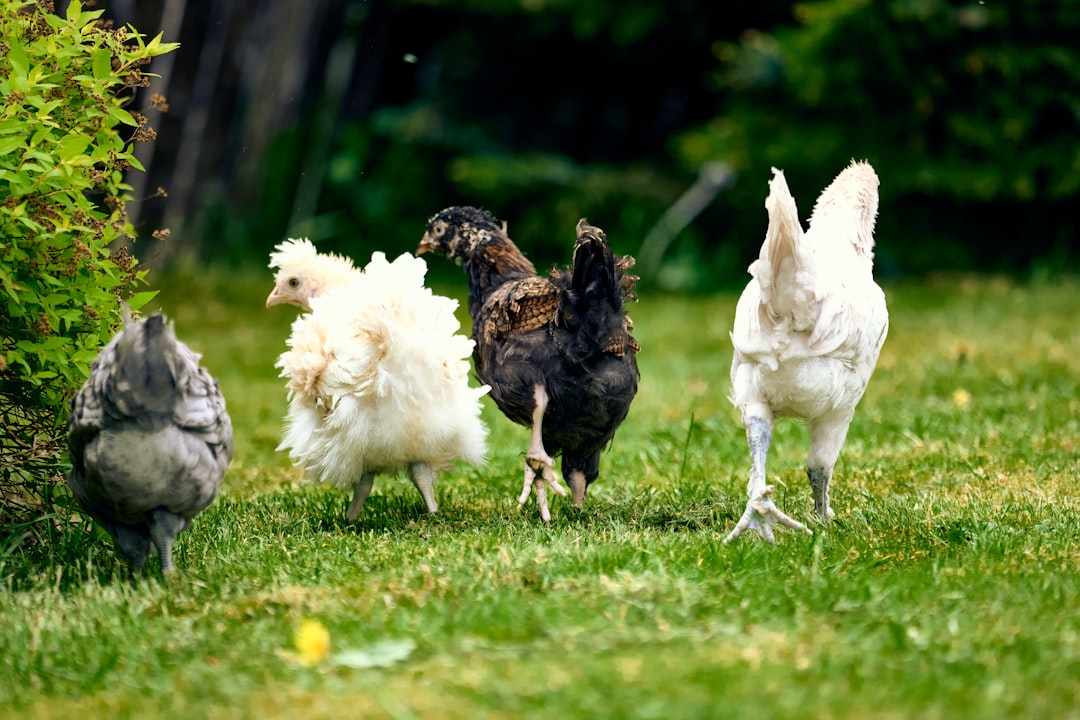 A small backyard flock of hens gathered near their coop