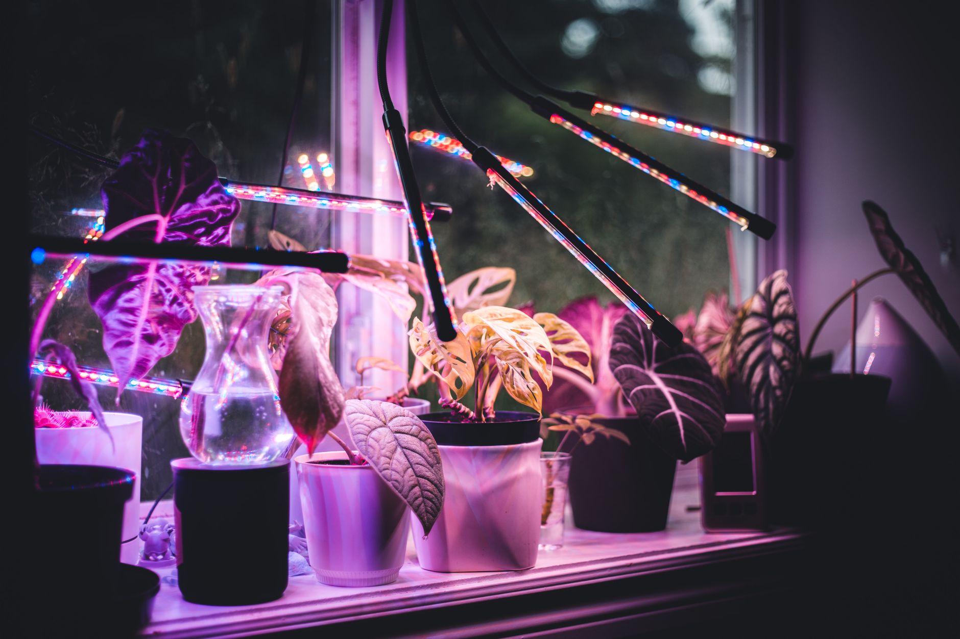 LED Grow Lights vs. Sunlit Windows: A Real Comparison