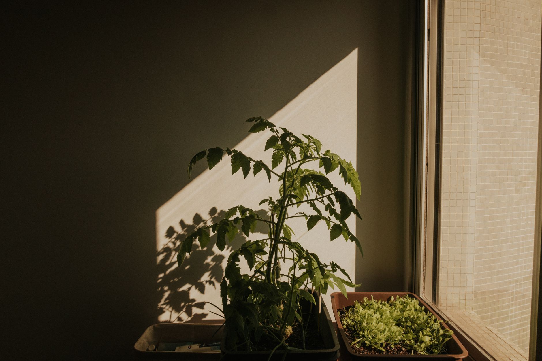 A Quiet Lettuce Tower for the Living Room