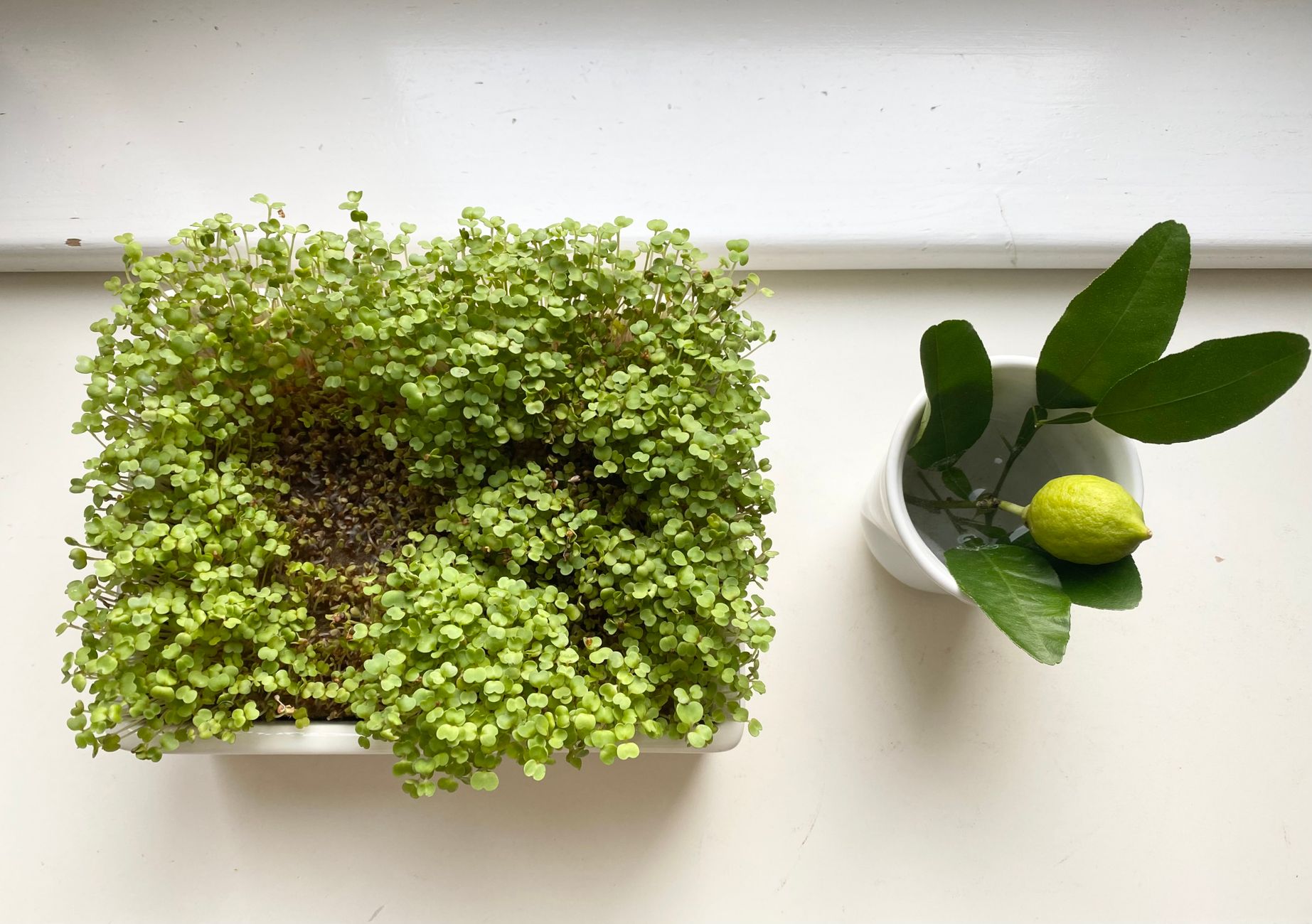 Microgreen Trays on a Kitchen Counter