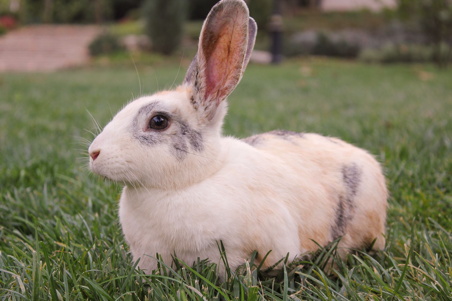 A Modest Rabbit Setup for Suburban Gardens