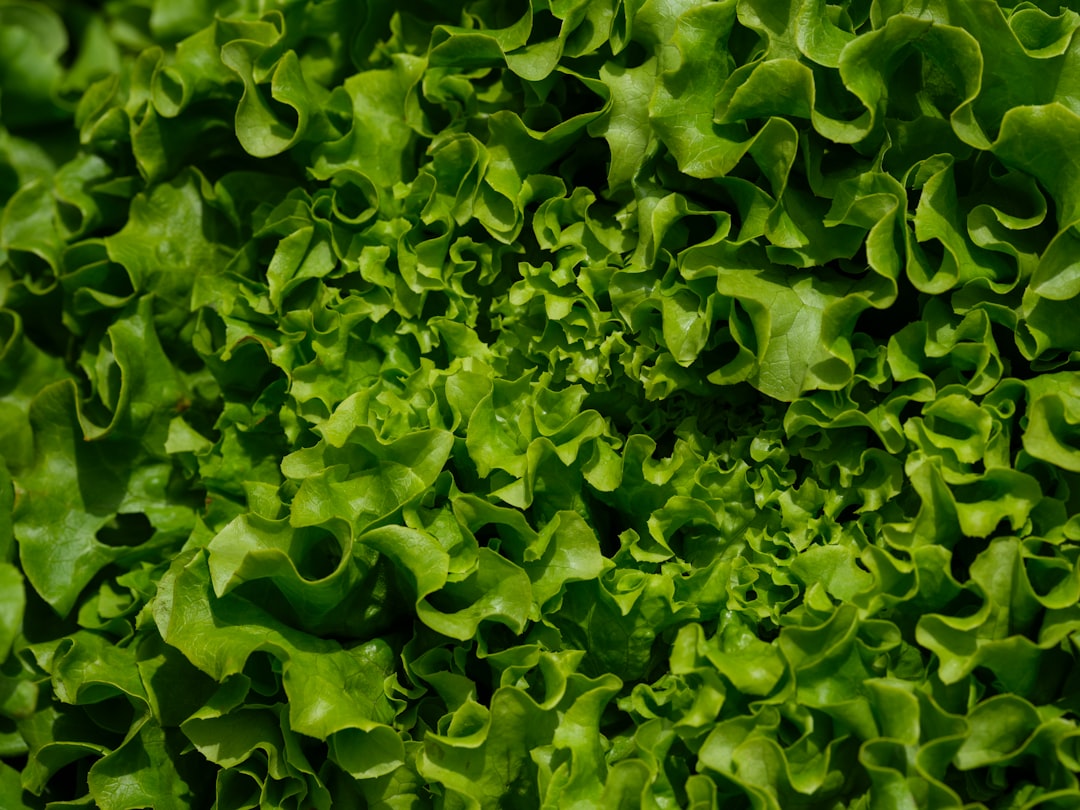 Close-up of healthy lettuce leaves showing texture and colour