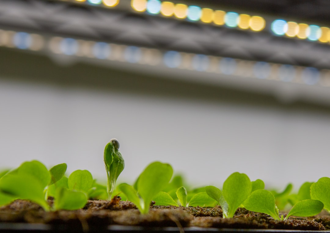 Indoor lettuce plants growing under artificial light