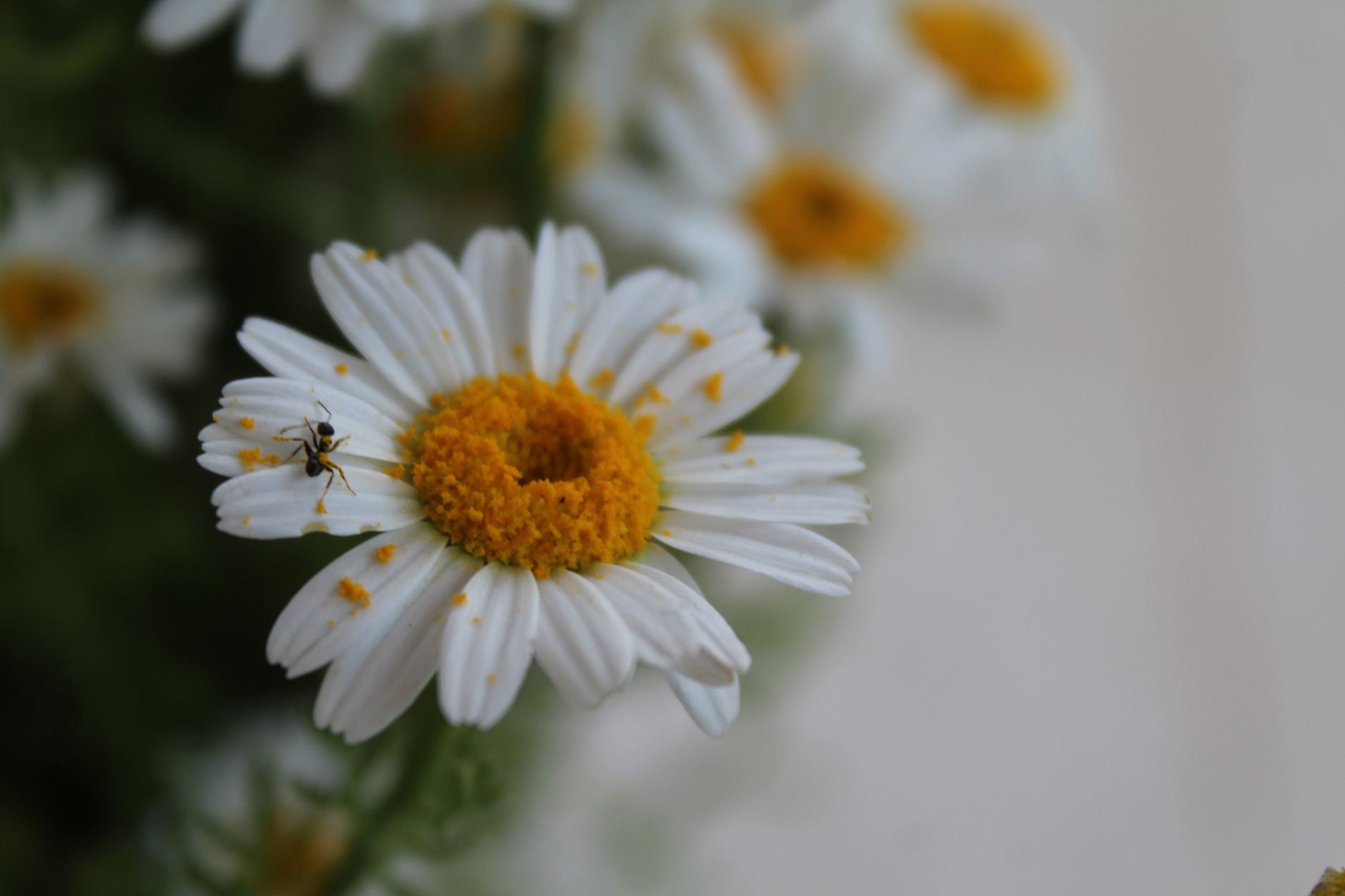 Pollinator Plants That Earn Their Balcony Space
