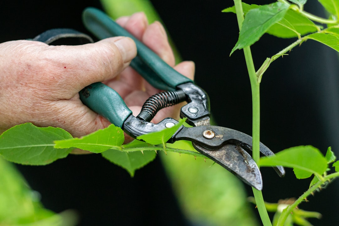 Hand pruning a small branch with a folding saw