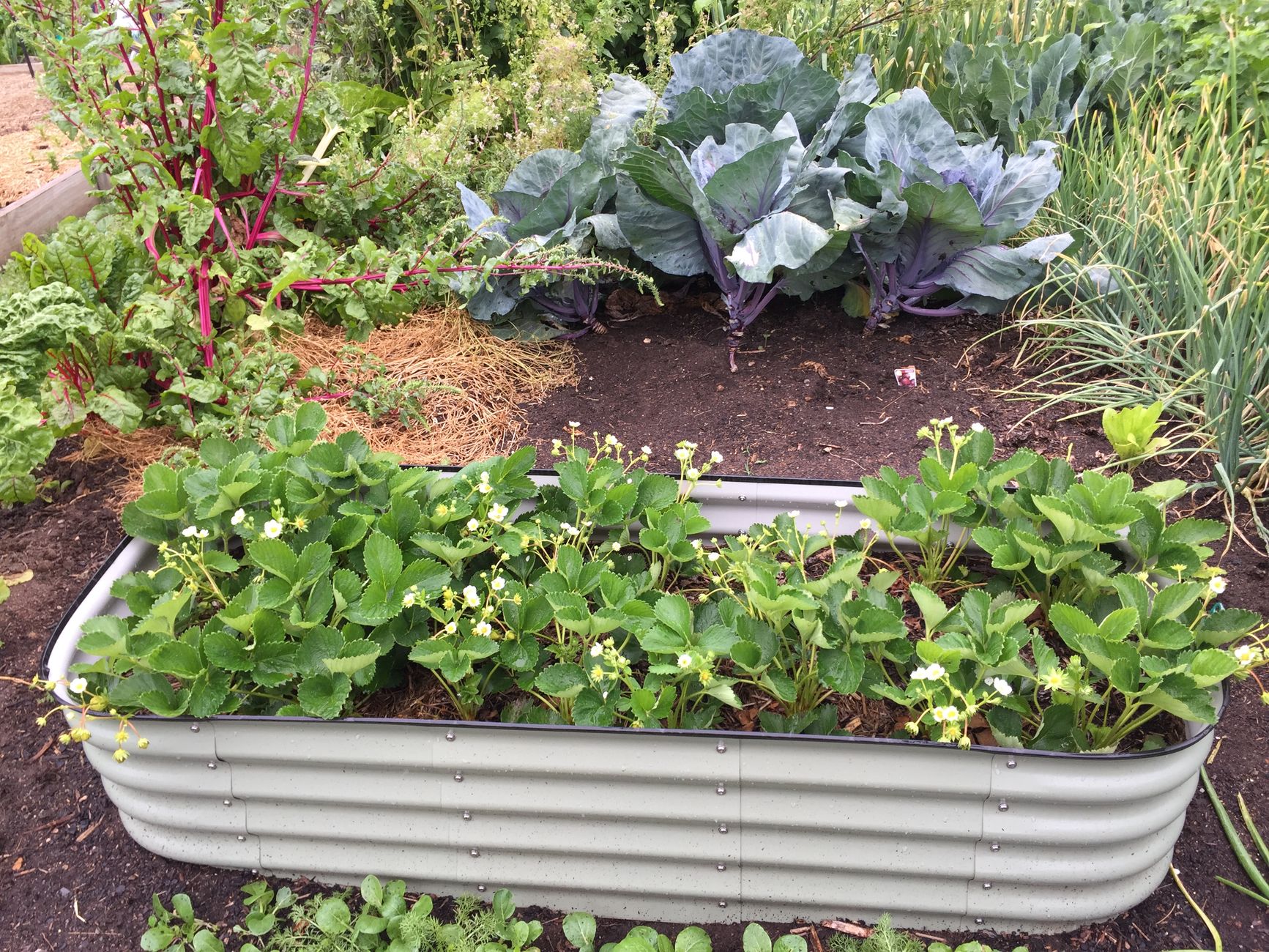 A Practical Guide to Raised Bed Materials