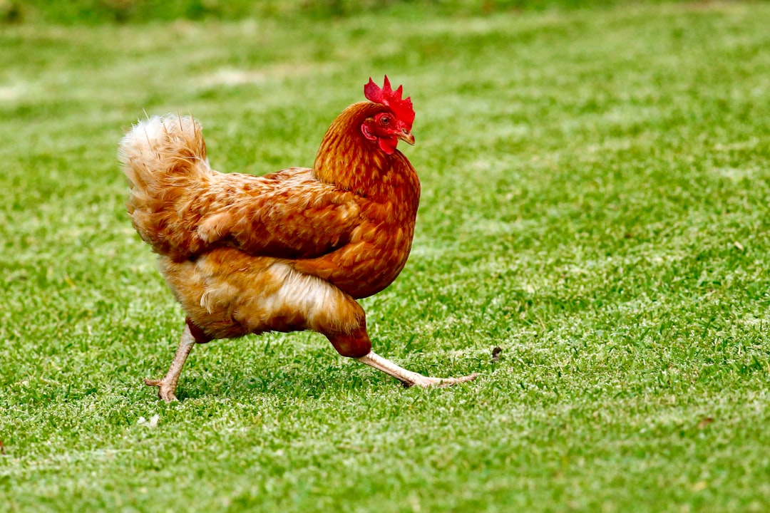 Reading Chicken Behaviour for New Keepers