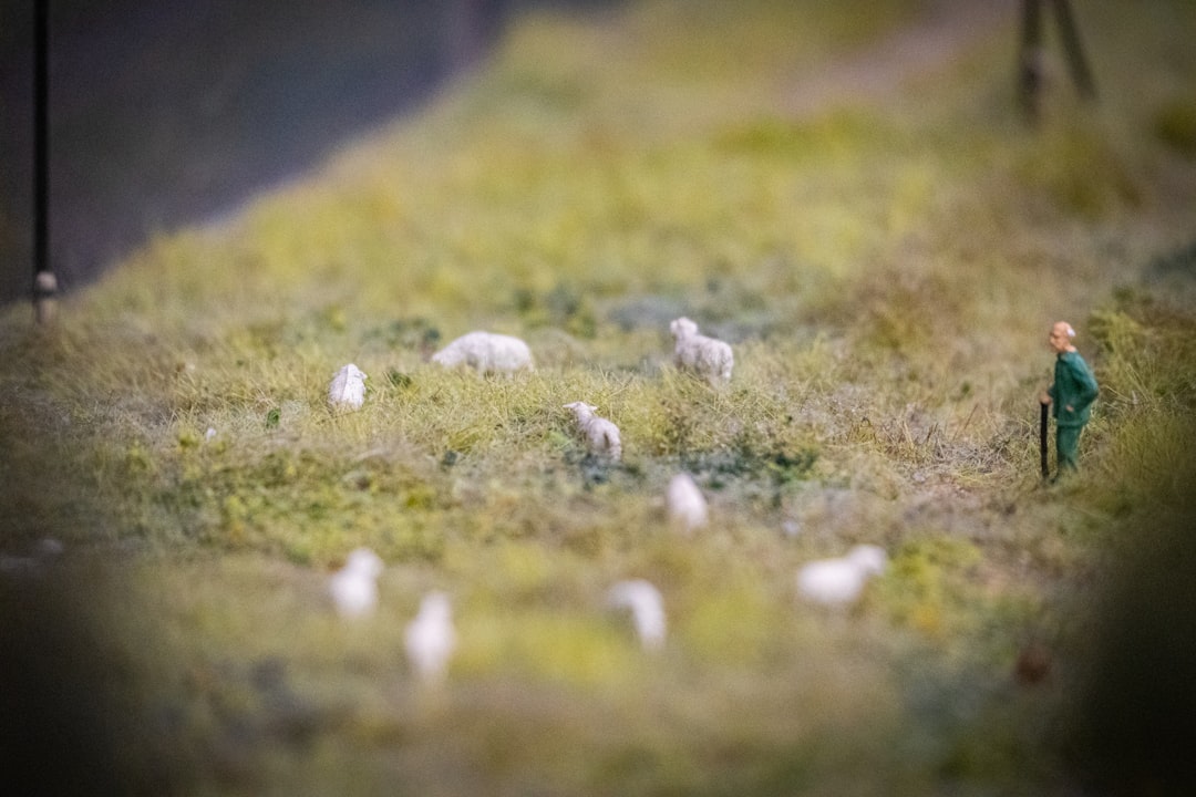 A Realistic Vet Plan for a Tiny Flock