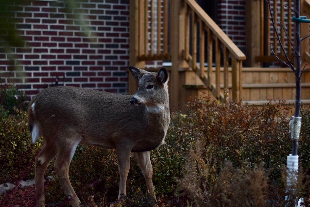 Picking the Right Breed for Suburban Backyards