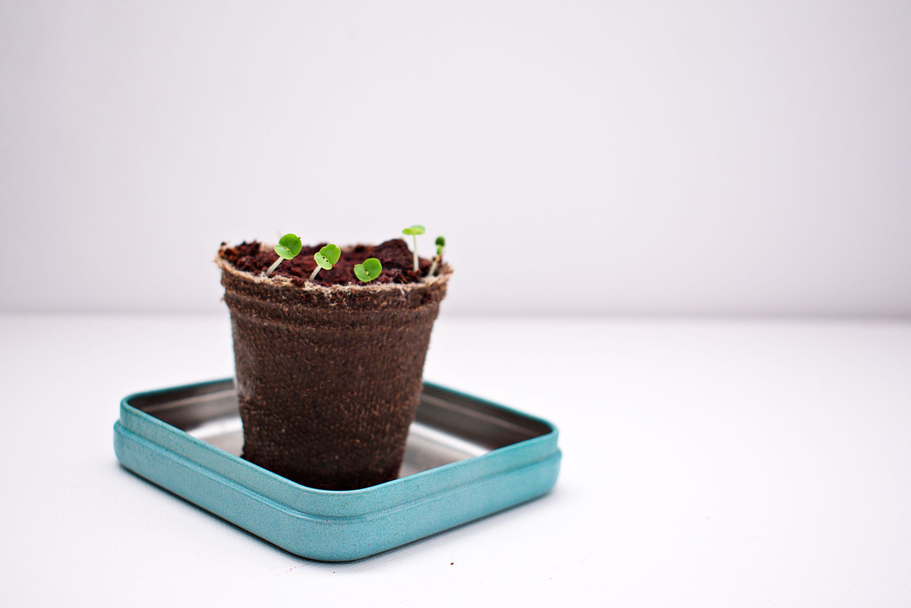 Seedling Stations You Can Actually Fit on a Bookshelf