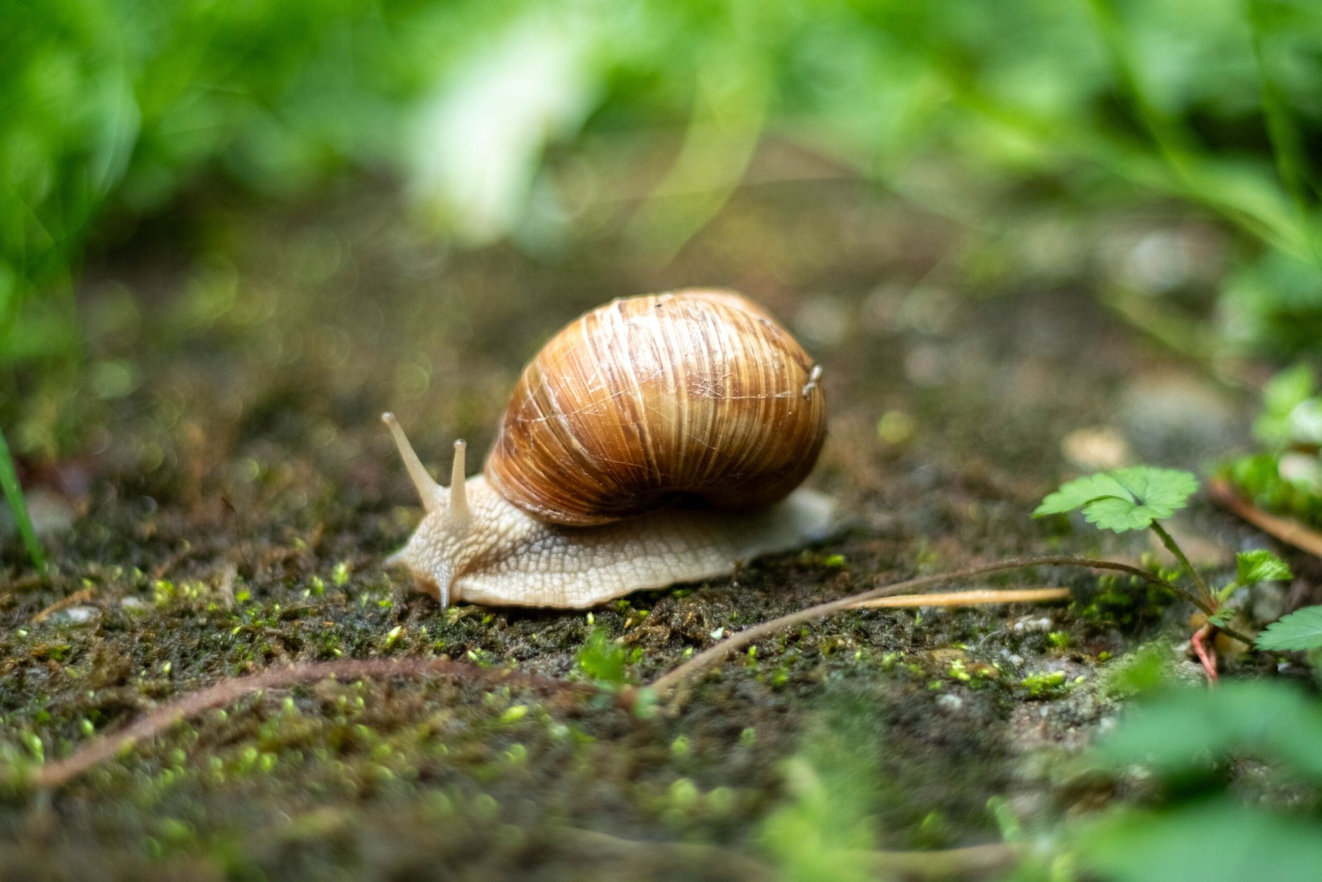 A Slow Path to a Productive Small Garden