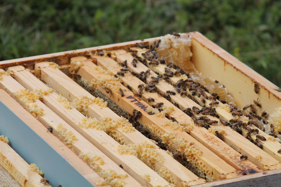 A Small Honey Bee Setup for Urban Yards