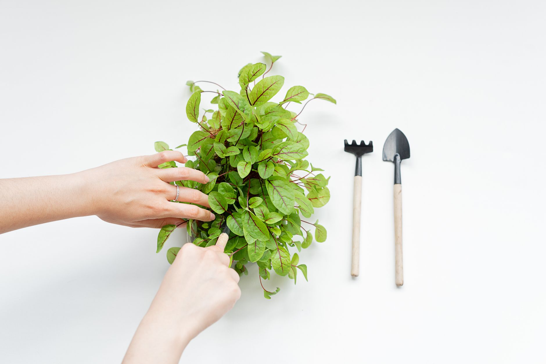 Building a Small Indoor Herb Wall