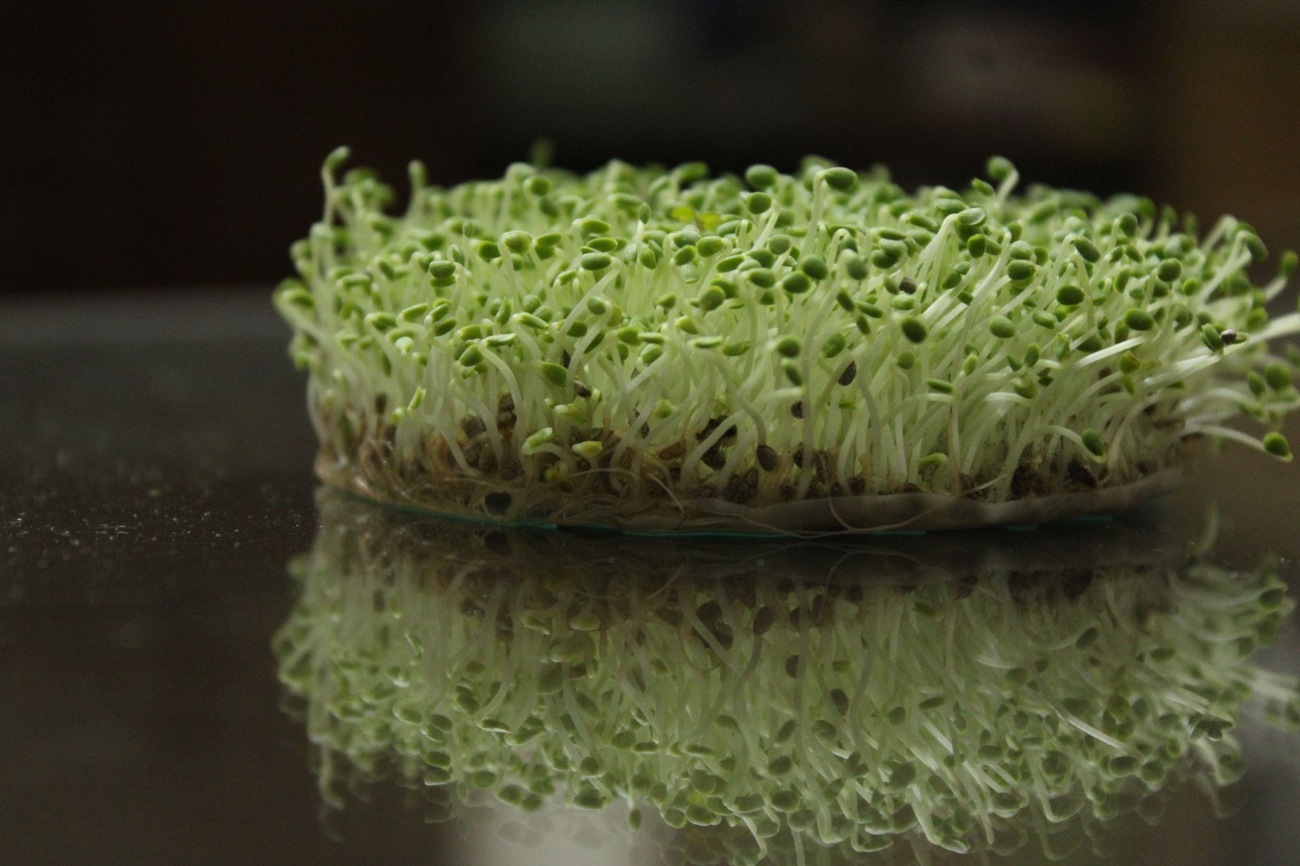 Sprouting Jars: The Cheapest Indoor Food System