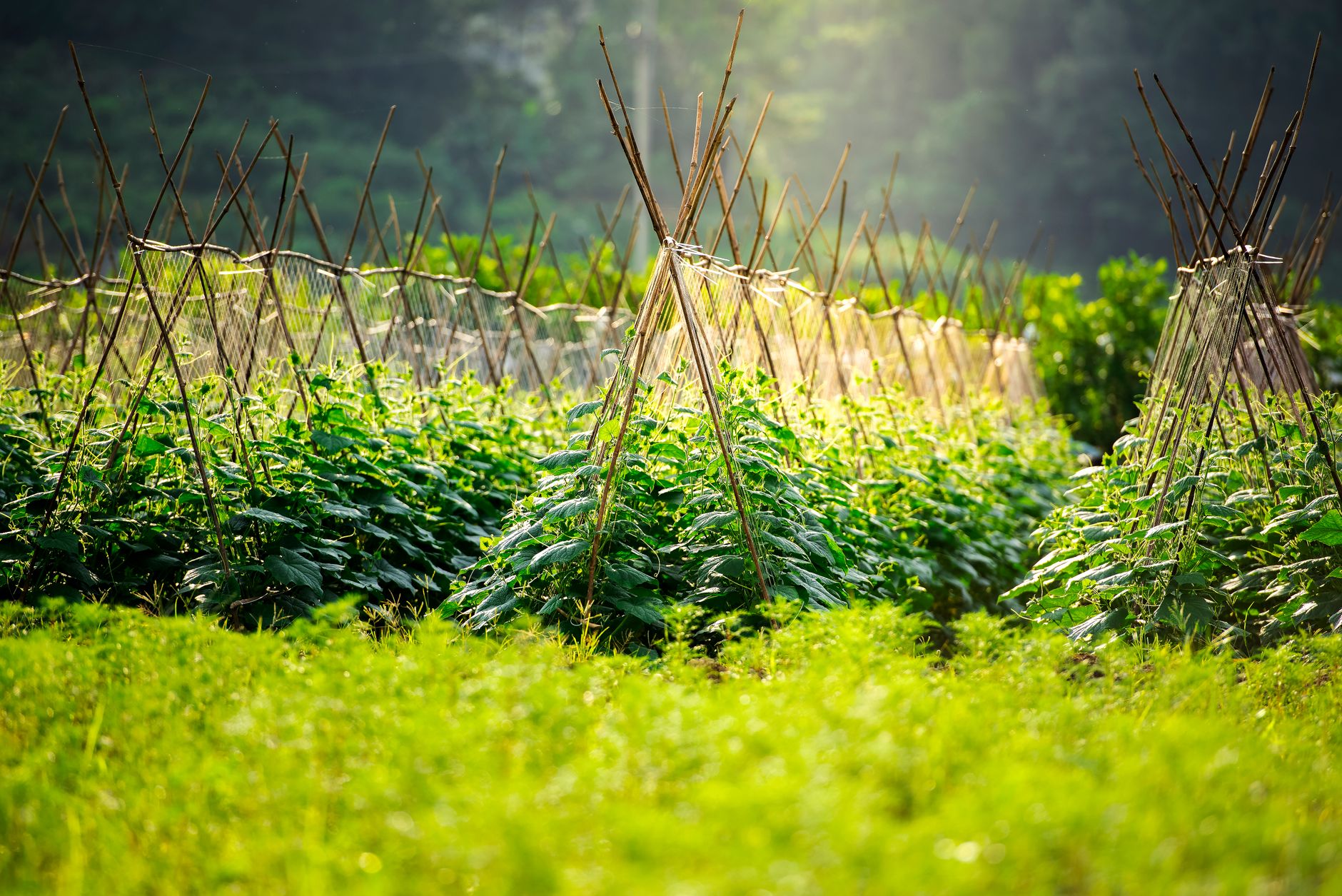 Trellis Systems for Vertical Vegetable Crops