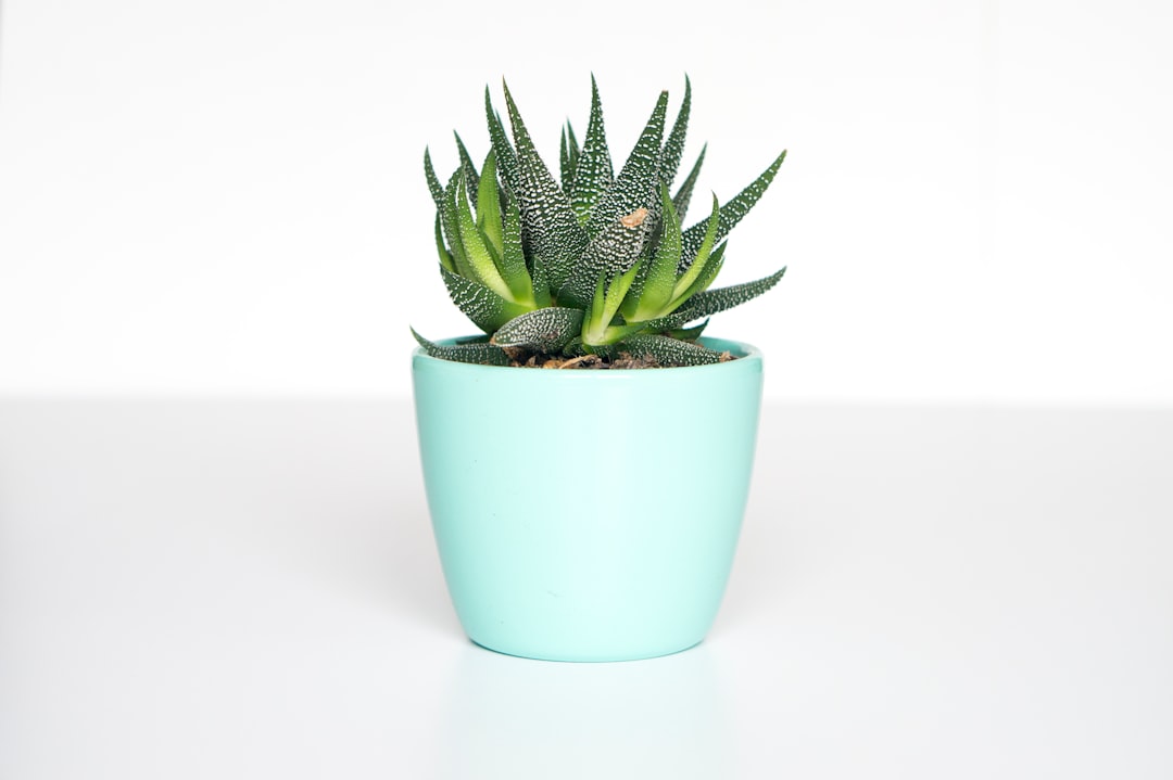 A ceramic plant pot on a wooden garden bench