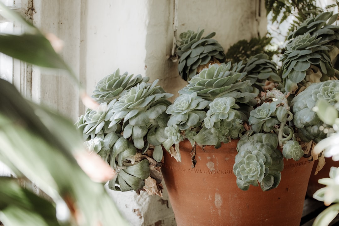 Terracotta pots of herbs and vegetables in strong summer sun