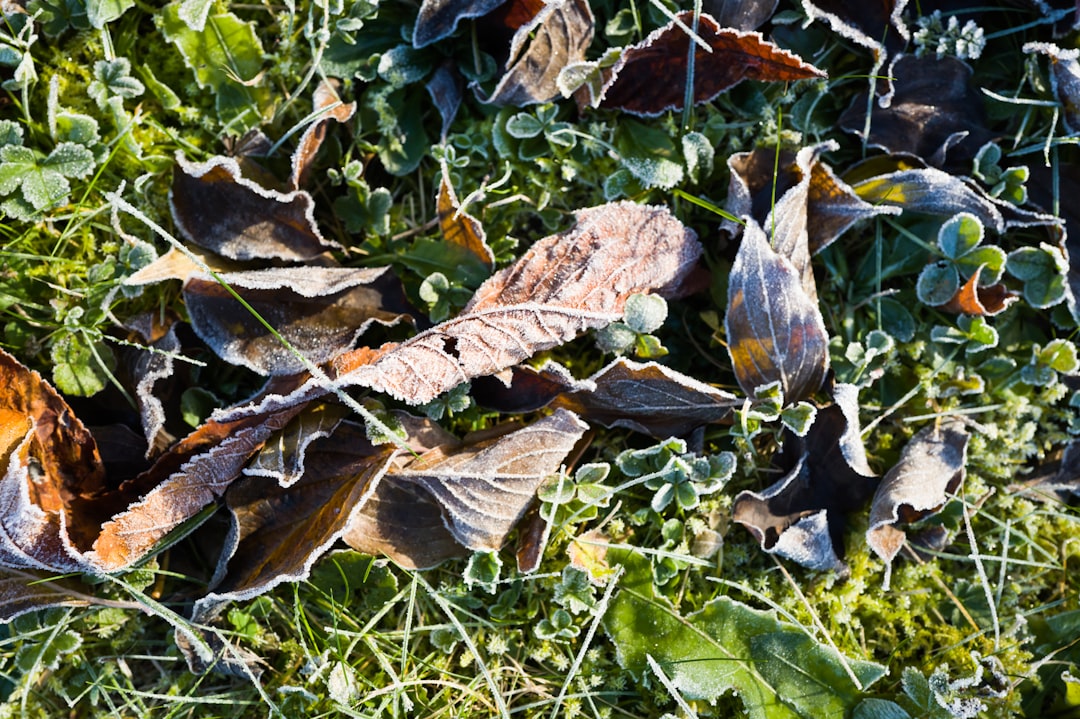A backyard compost heap in winter, covered with leaves