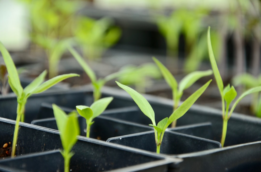 A wooden seed tray of vegetable seedlings in a greenhouse