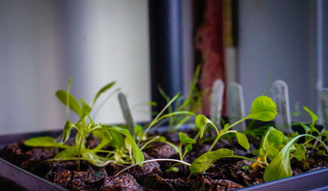 Wooden and plastic seed trays with young seedlings side by side