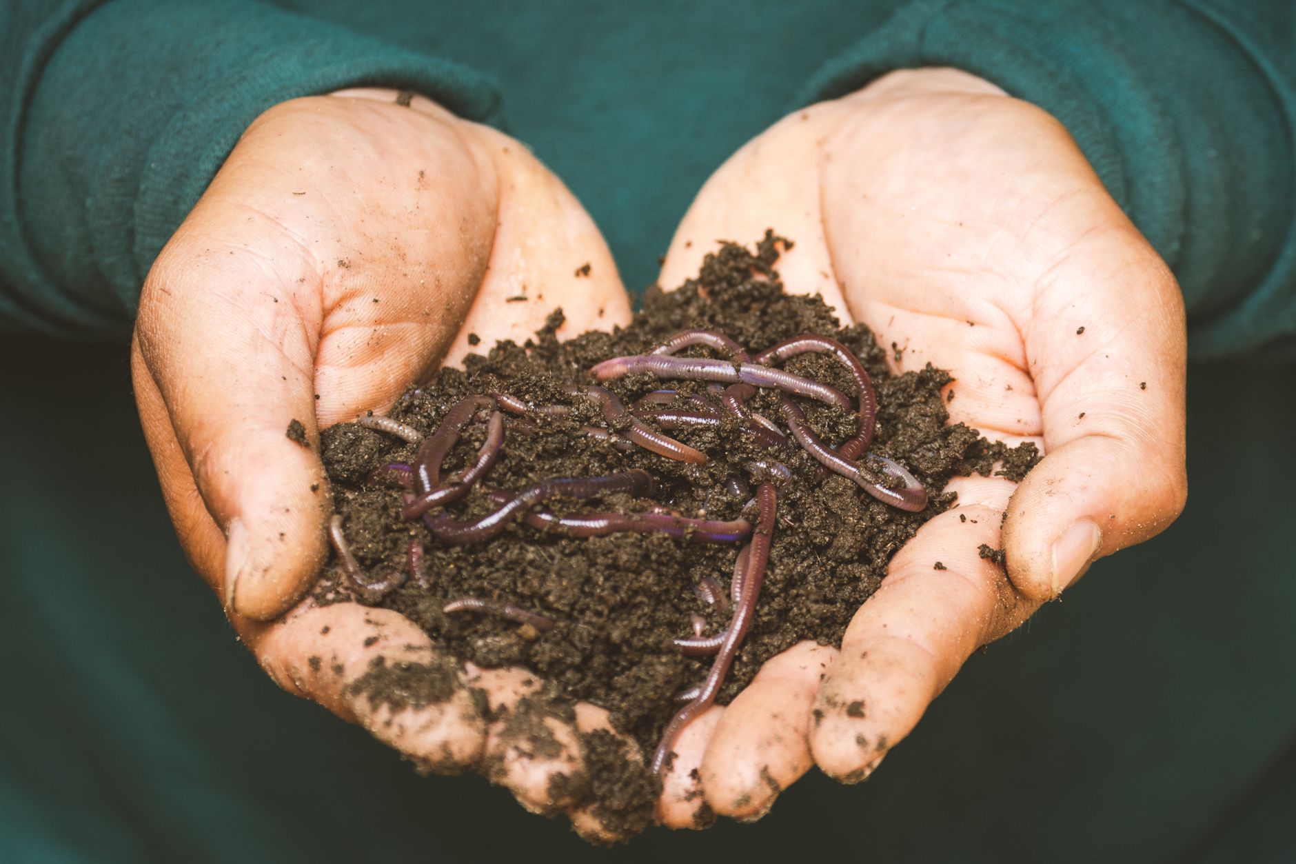 Worm Tea, Compost Tea and What They Actually Do